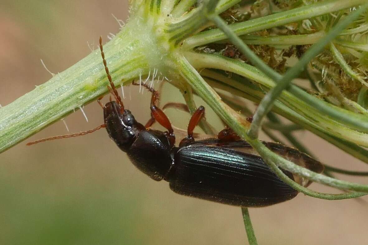 Image de Ophonus (Ophonus) ardosiacus (Lutshnik 1922)