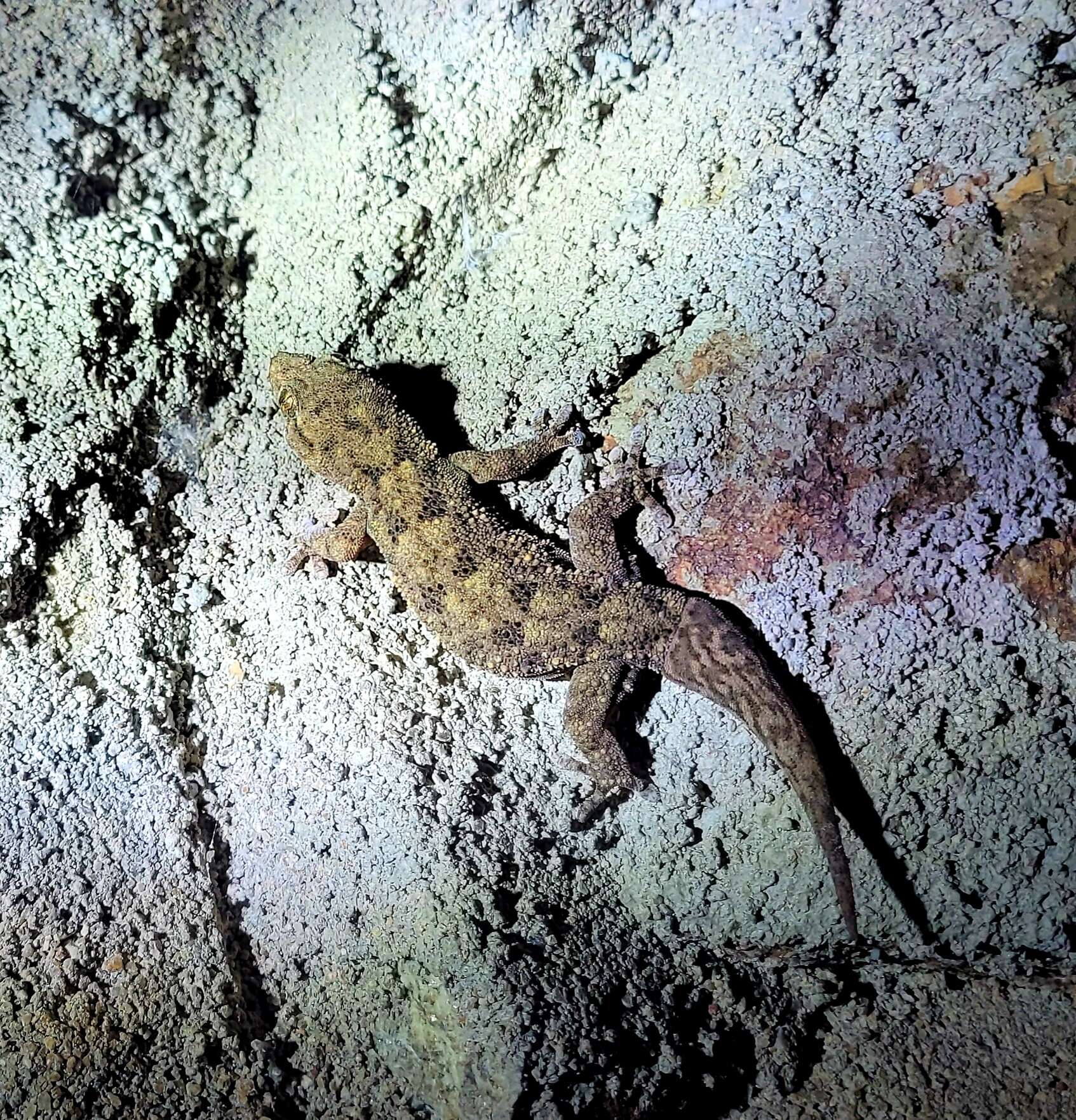 Image of Warty Thick-toed Gecko