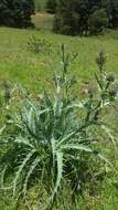 Imagem de Eryngium mexiae L. Constance