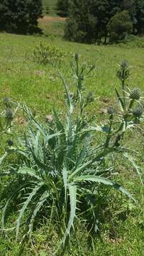 Plancia ëd Eryngium mexiae L. Constance