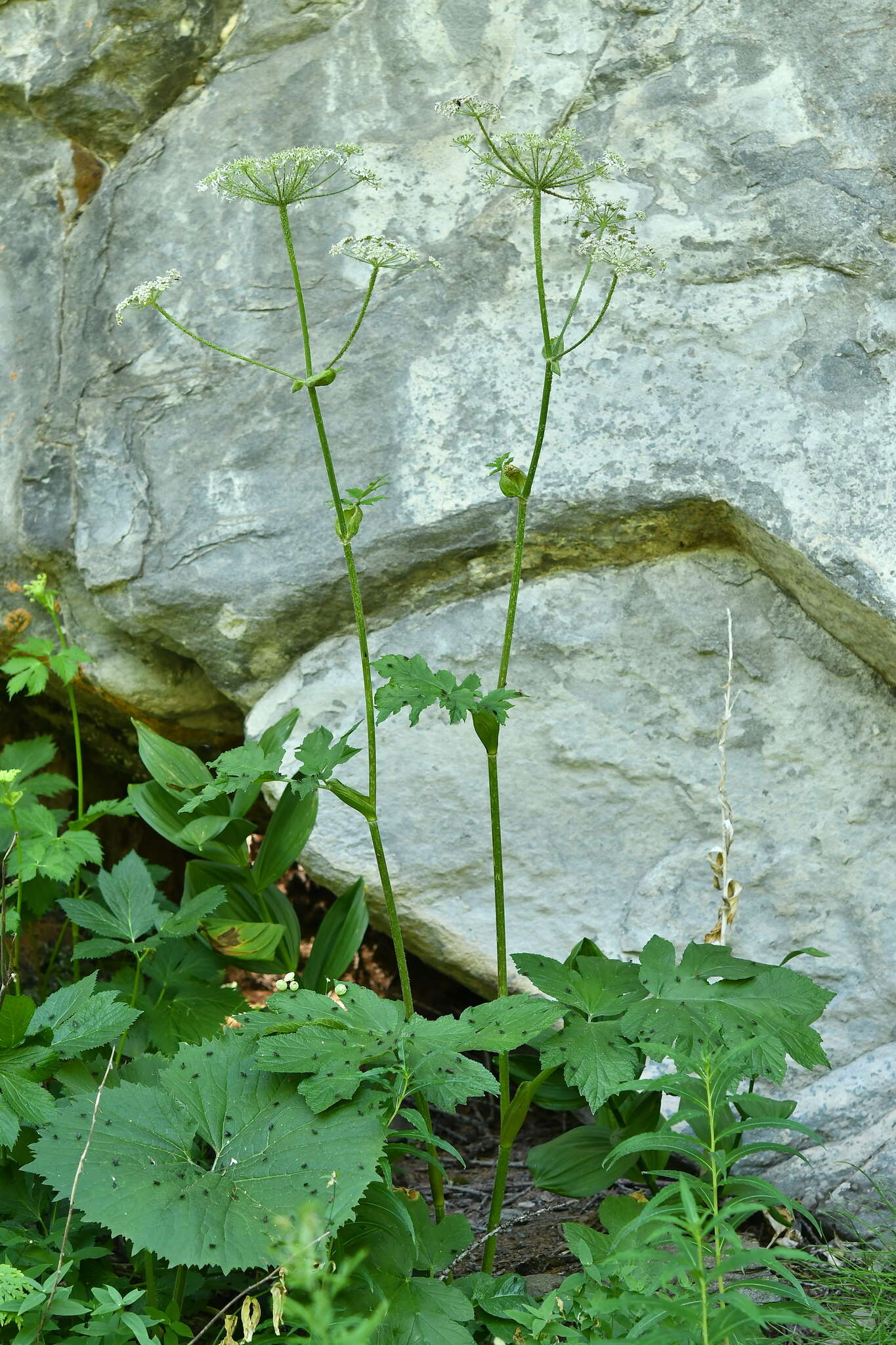 Image of Heracleum sphondylium subsp. elegans (Jacq.) Schübl. & G. Martens