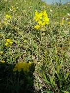 Image of Helianthemum stipulatum (Forsk.) C. Chr.