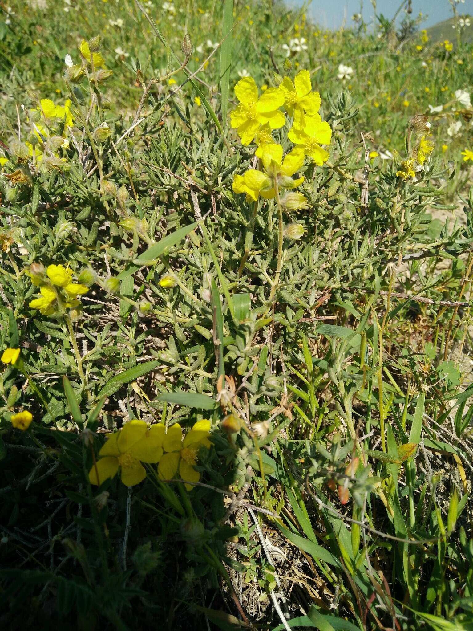 Image of Helianthemum stipulatum (Forsk.) C. Chr.