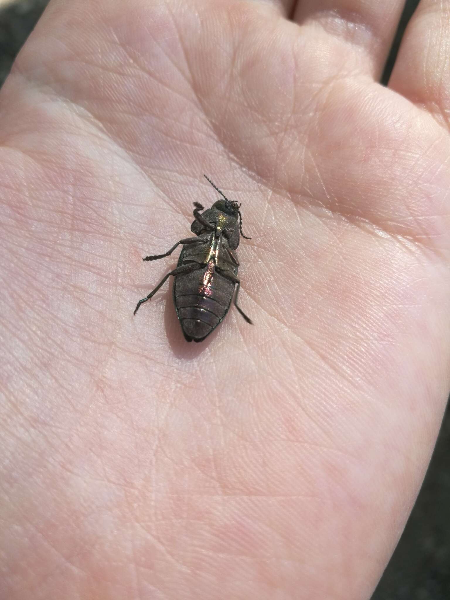 Imagem de Buprestis rustica Linnaeus 1758