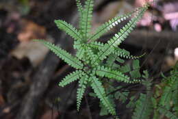 Image of Adiantopsis radiata (L.) Fée