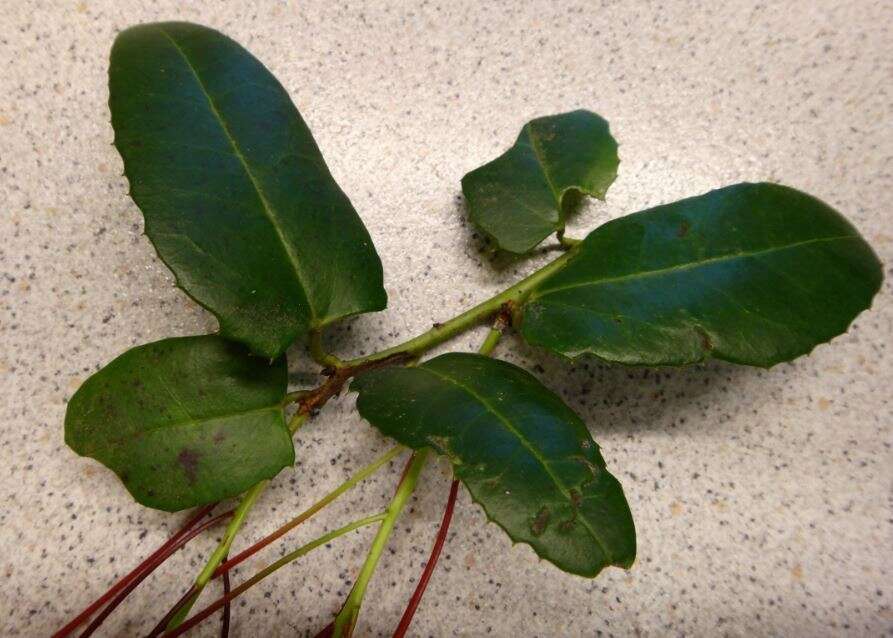 Image of Berberidopsis corallina Hook. fil.