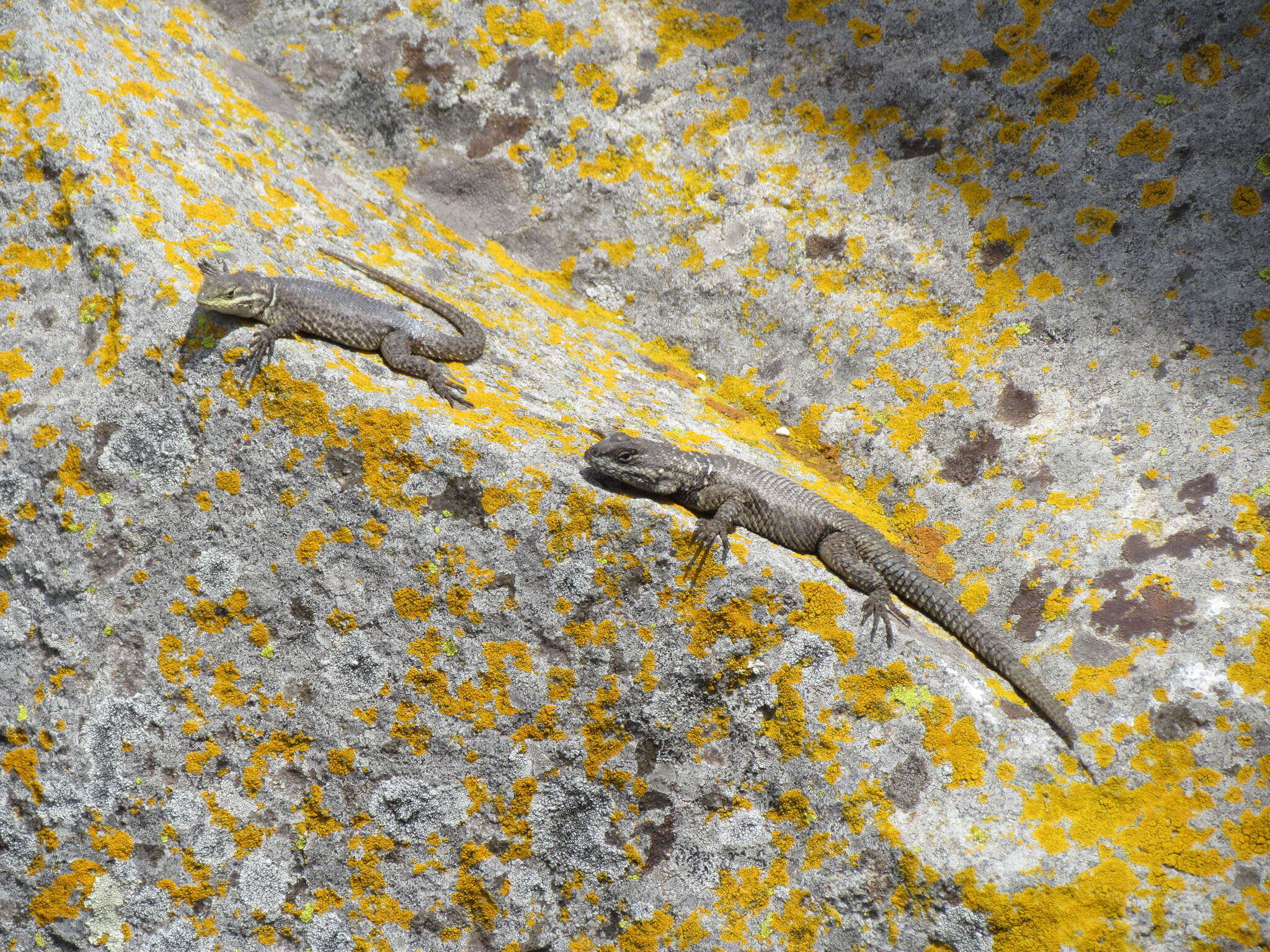 Image of Sceloporus dugesii Bocourt 1873