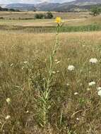 Sivun Helianthus nuttallii Torr. & A. Gray kuva