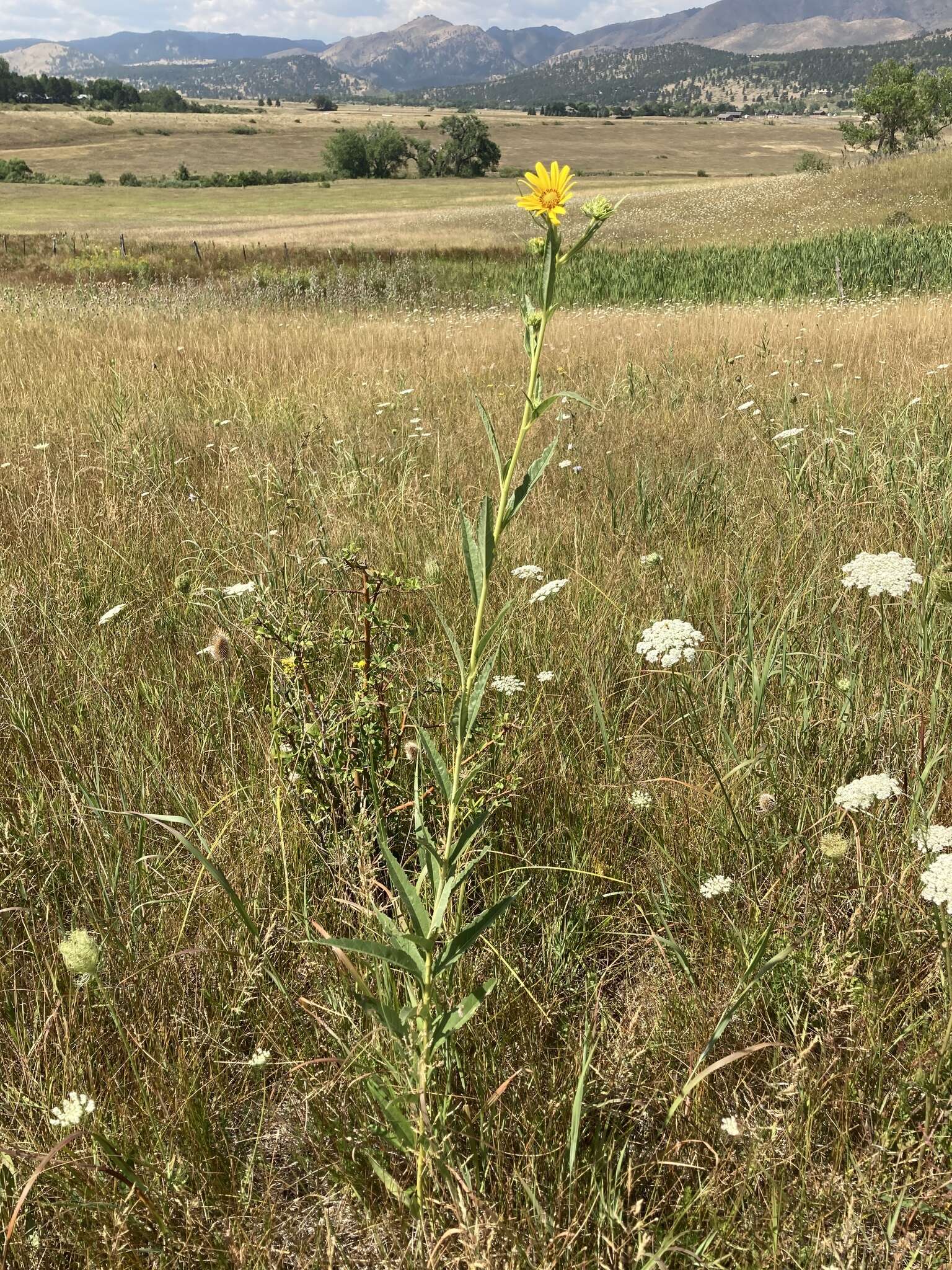 Sivun Helianthus nuttallii Torr. & A. Gray kuva