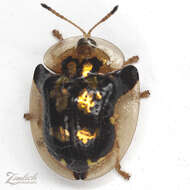 Image of Mottled Tortoise Beetle