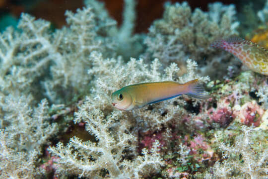 Image of Midas coralblenny