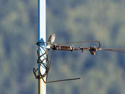 Image of Eversmann's Redstart