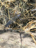 Image of Stripe-bellied Sand Snake