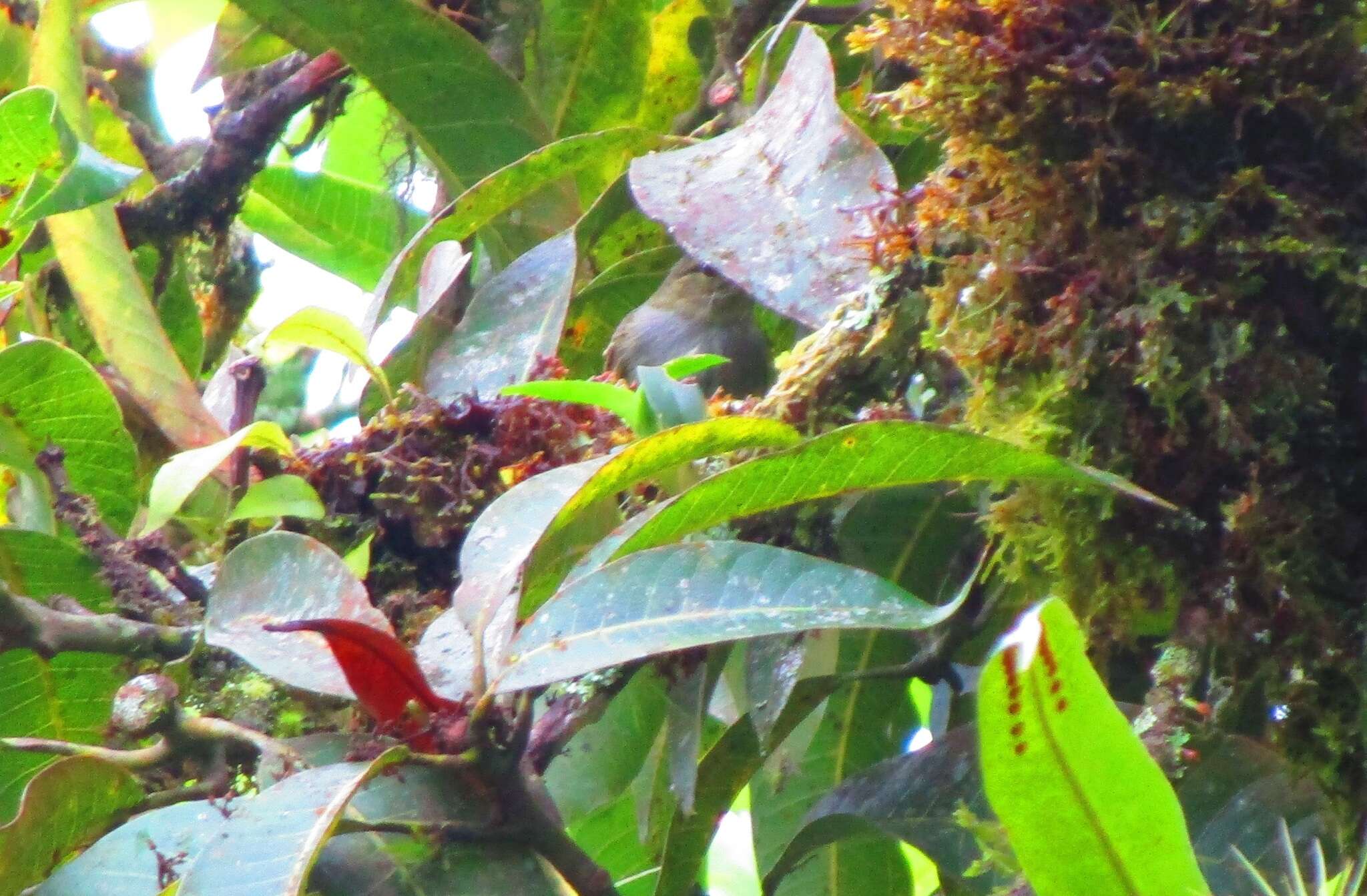 Image of Golden-faced Tyrannulet