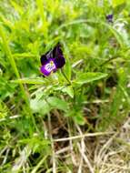 Image of Viola disjuncta W. Becker