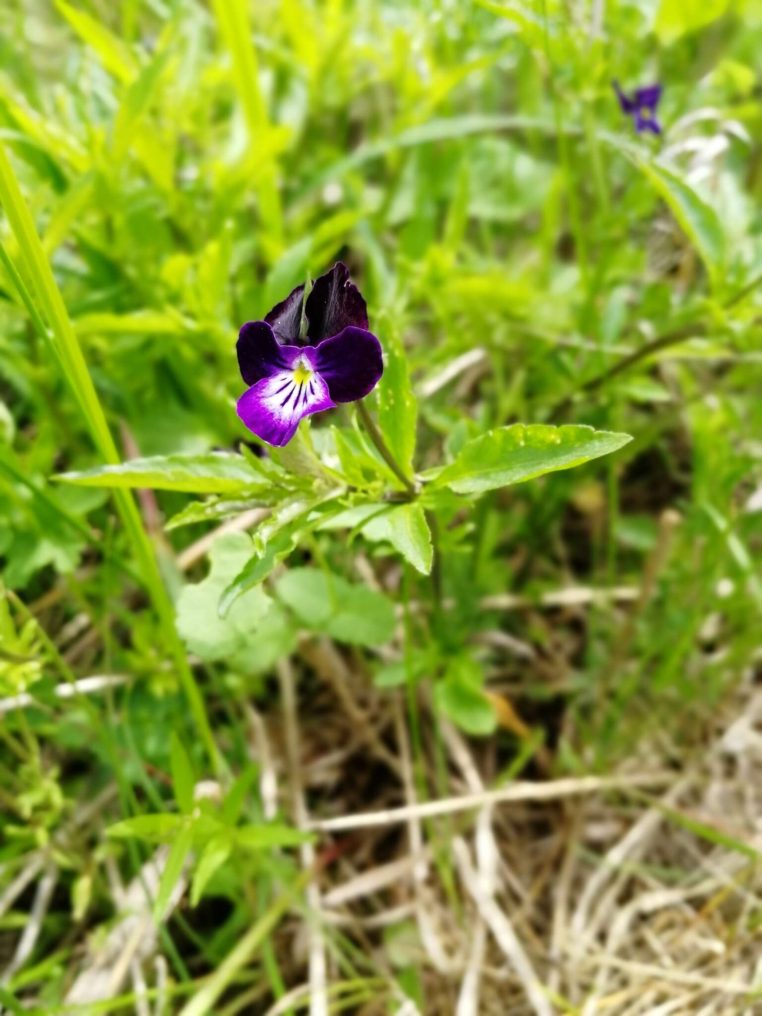 Image of Viola disjuncta W. Becker