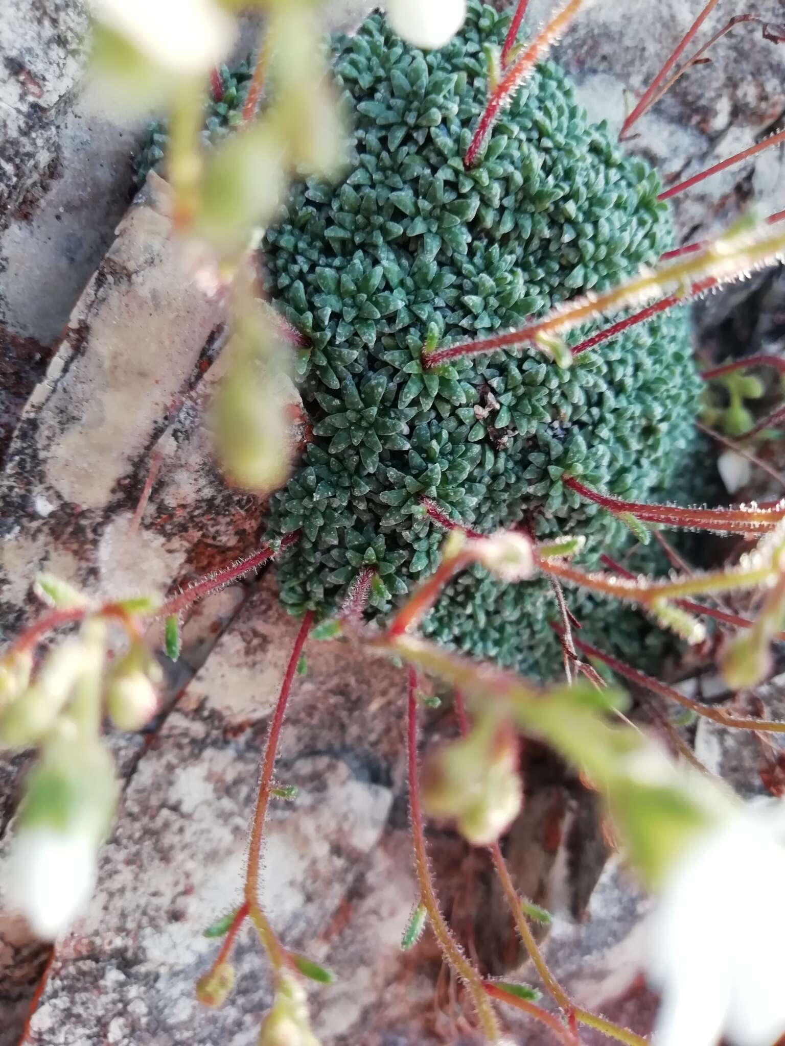 Sivun Saxifraga caesia L. kuva