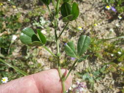 Imagem de <i>Ezoloba macrocarpa</i>