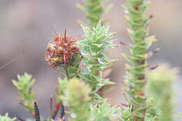 Image of Richea sprengelioides (R. Br.) F. Muell.