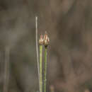 Centaurea cariensis subsp. maculiceps (O. Schwarz) Wagenitz的圖片