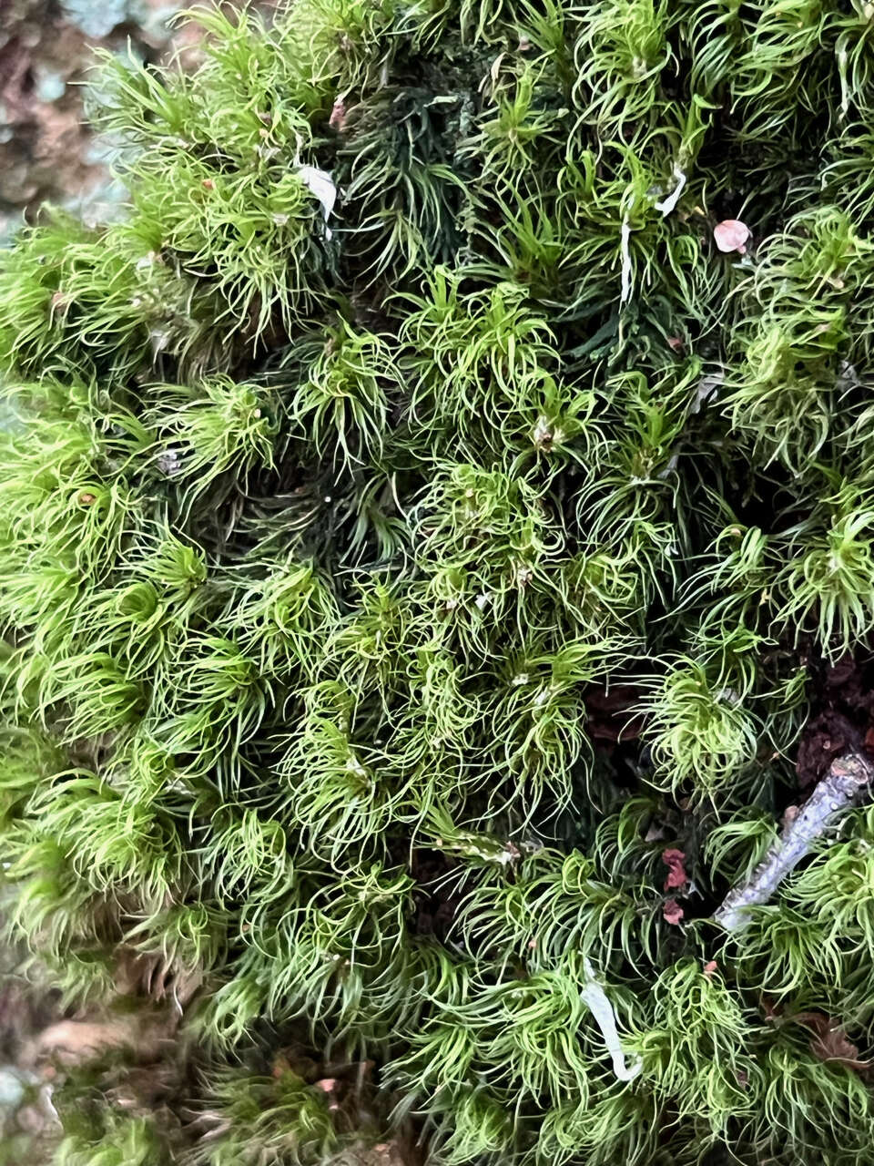 Image of dicranum moss