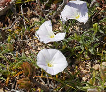 Image of Convolvulus valentinus Cav.