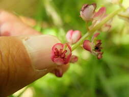 Image de Pyrola asarifolia subsp. asarifolia