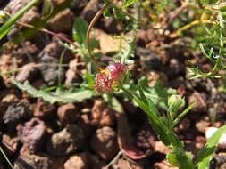 Imagem de Calendula tripterocarpa Rupr.