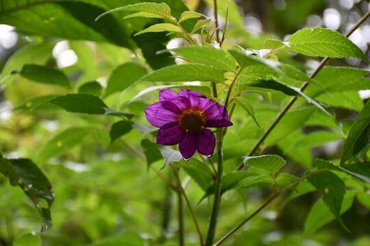 Image of Dahlia hintonii Sherff