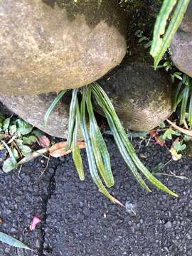 Image of Weeping Fern