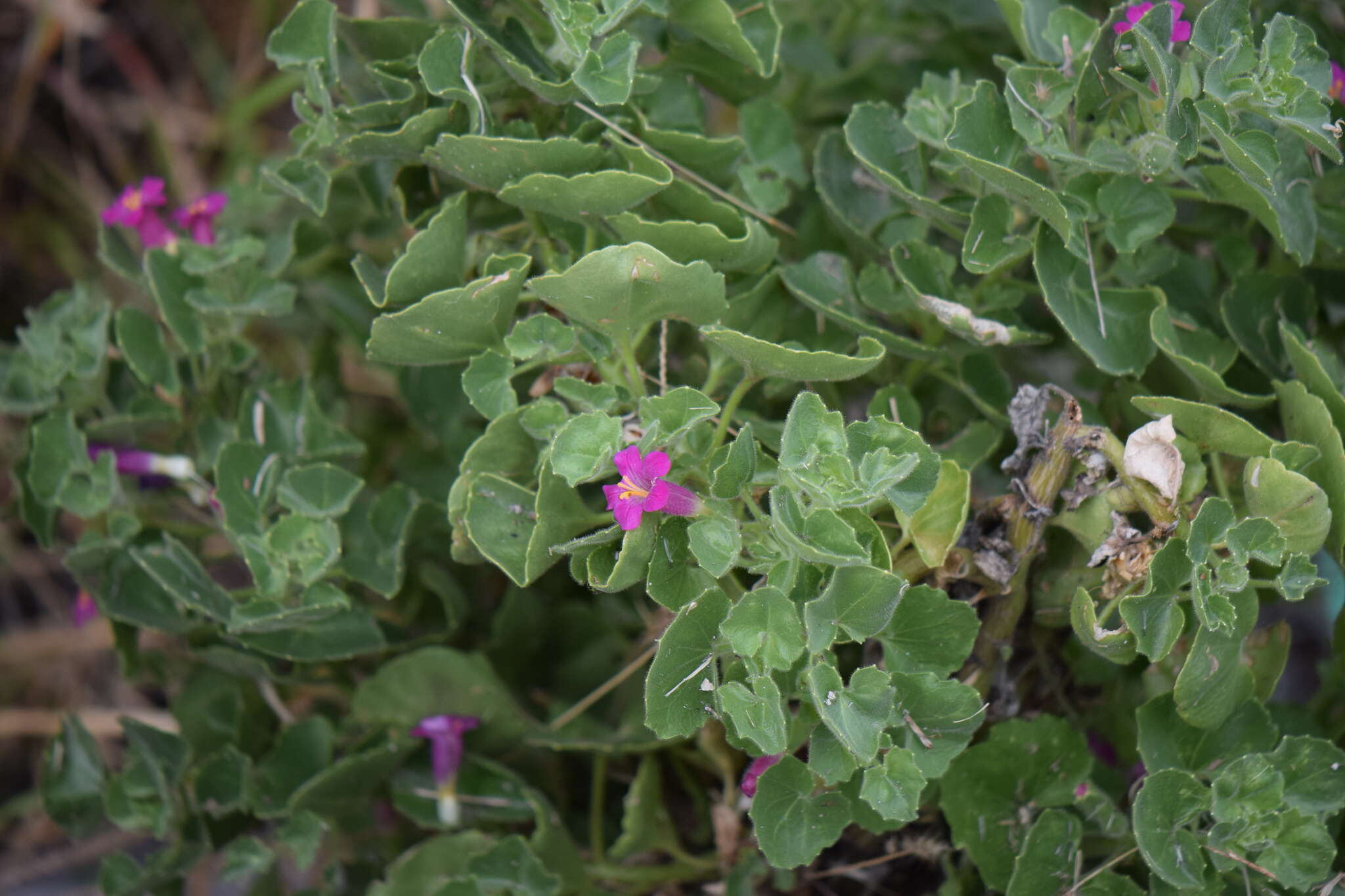 Image of Lophospermum erectum (Hemsl.) Rothm.