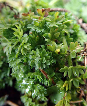 Image of Chaerophyllum colensoi (Hook. fil.) K. F. Chung