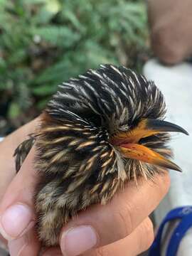 Image of Semicollared Puffbird