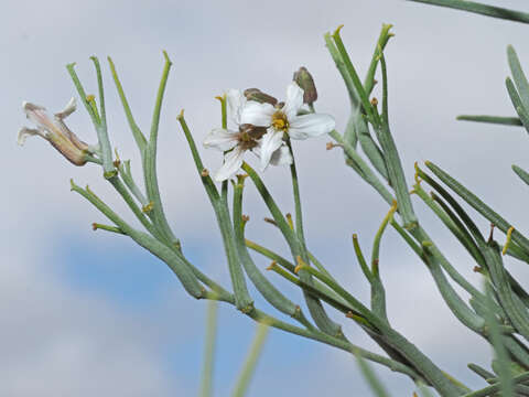 Image of Parolinia filifolia G. Kunkel