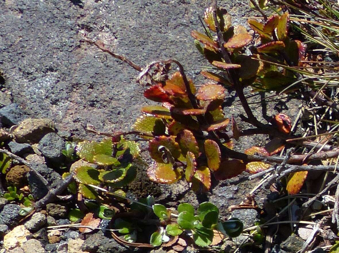 Imagem de Gaultheria colensoi Hook. fil.