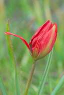 Image de Tulipa orphanidea Boiss. ex Heldr.