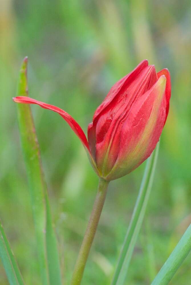 Image de Tulipa orphanidea Boiss. ex Heldr.