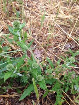 Image of southern globethistle