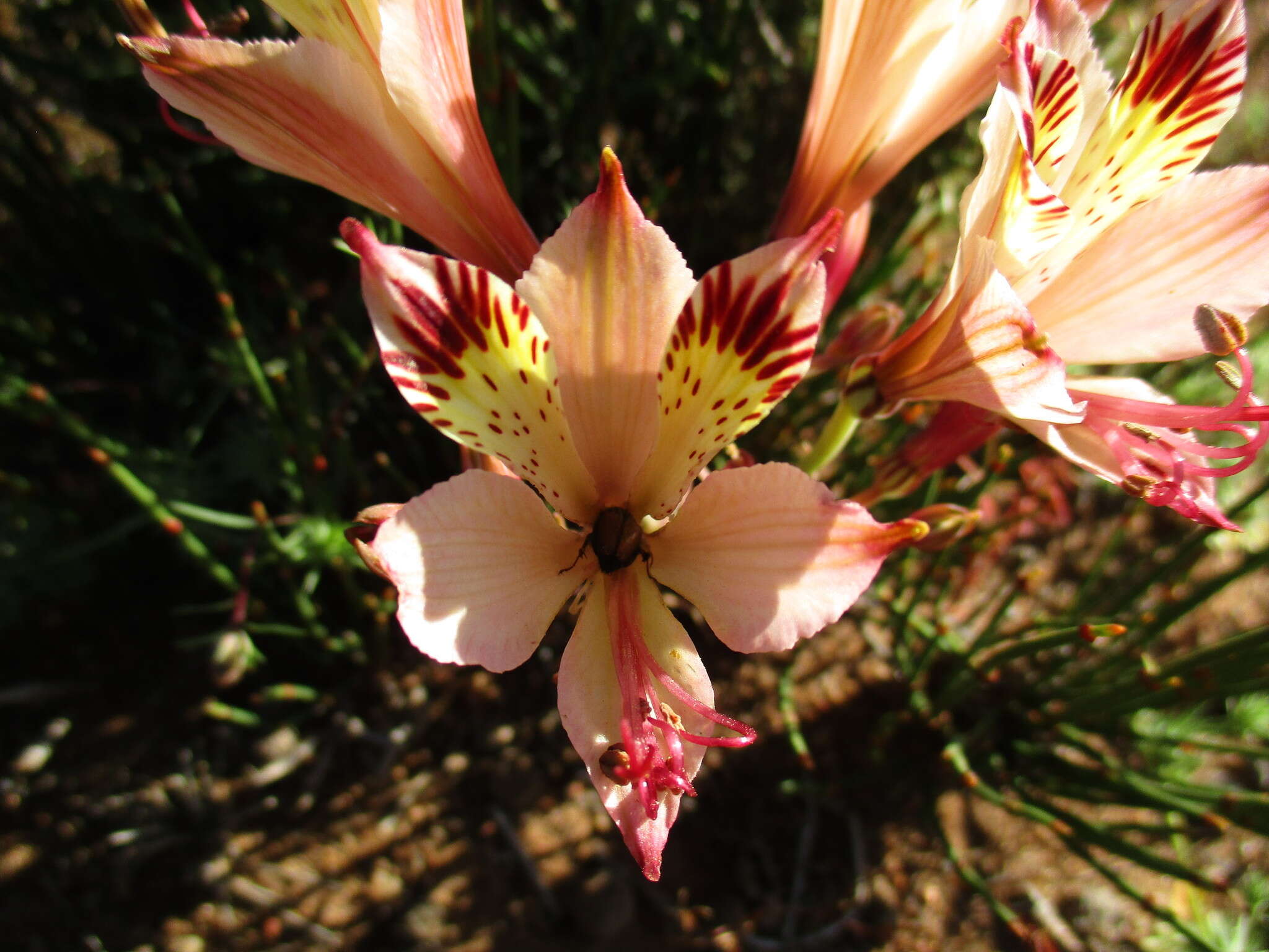 Image of Alstroemeria diluta Ehr. Bayer