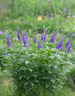 Image de Veronicastrum japonicum (Nakai) T. Yamazaki