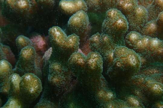 Image of Pocillopora aliciae Schmidt-Roach, Miller & Andreakis 2013