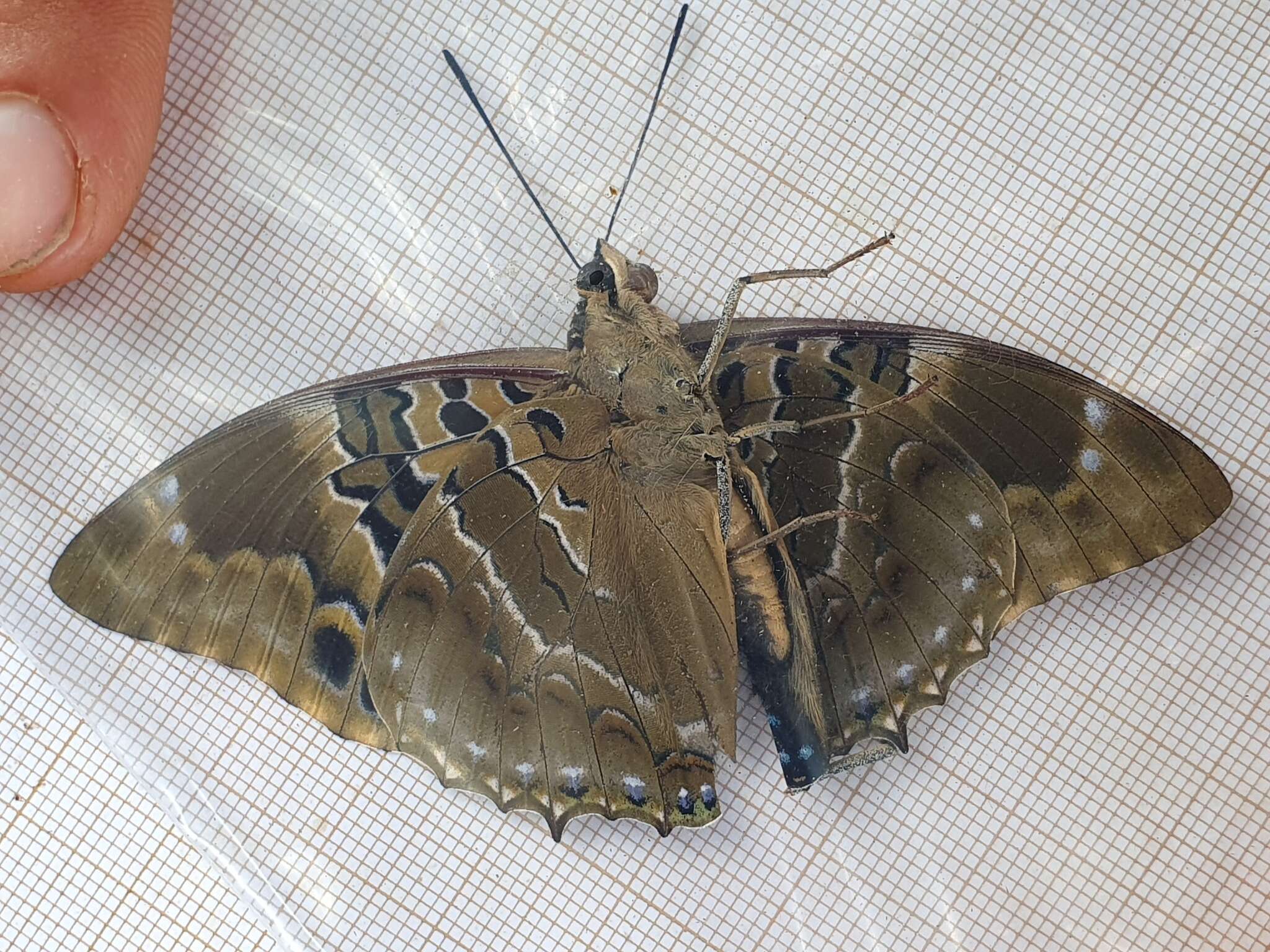 Image of Charaxes numenes Hewitson 1859