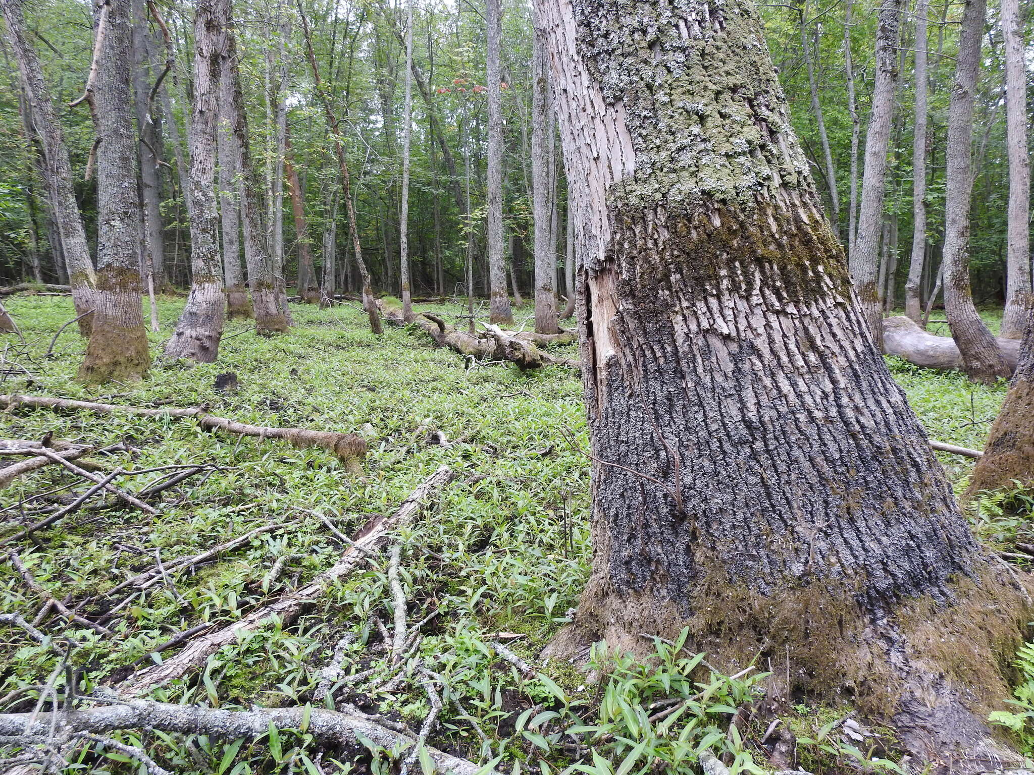 Image of Flooded Jellyskin Lichen