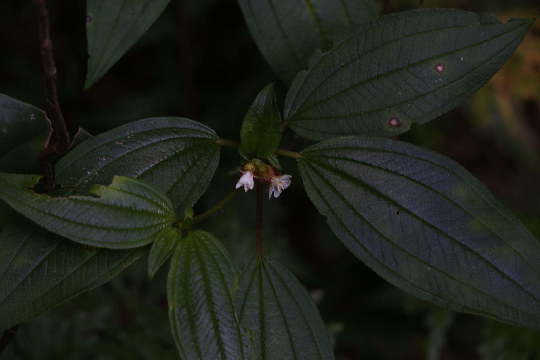 Image of Melastoma cyanoides Sm.