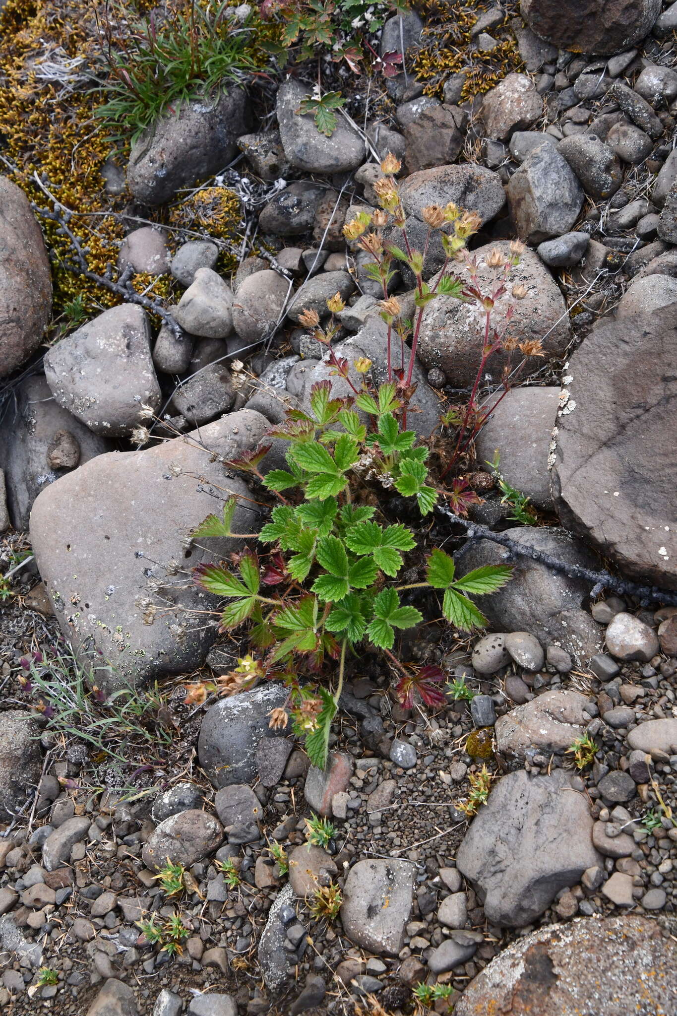 Image de Potentilla asperrima Turcz.