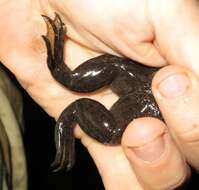 Image of African clawed frog