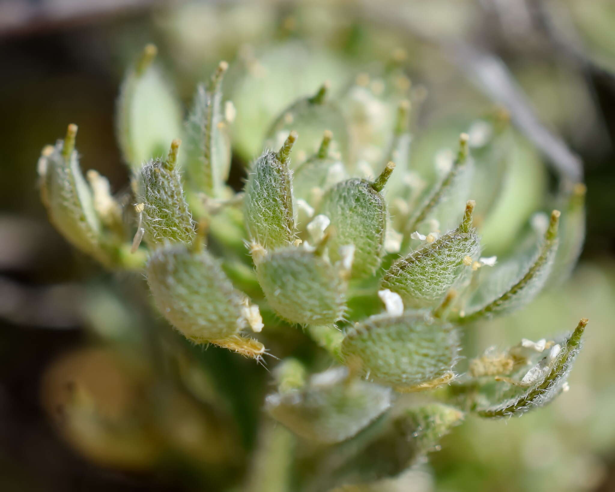 Слика од Alyssum umbellatum Desv.