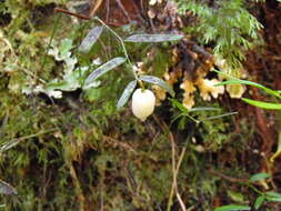 Image de Luzuriaga parviflora (Hook. fil.) Kunth