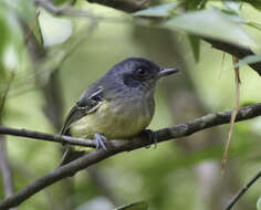 Image of Plain Antvireo