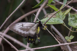 Image of Borneo Birdwing